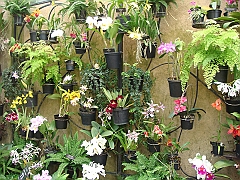 368 Longwood Gardens [2008 August 23]